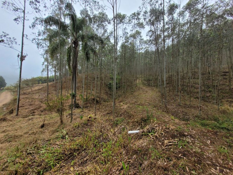 Terreno - Venda - So Joo - Benedito Novo - SC